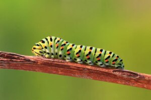 Attenzione ai bruchi: ecco cosa può accadere se li trovi in casa